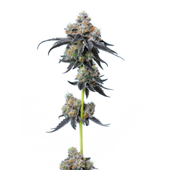 Gelato 33, Фасовка: 5